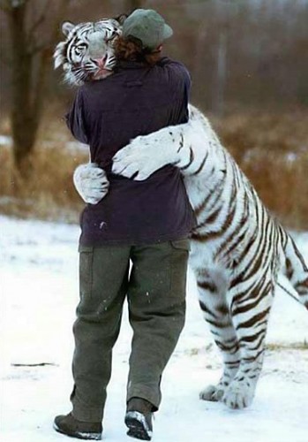 Abbraccio Tigre-Uomo
